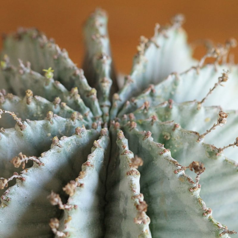 Euphorbia horrida アルバ | hanayoshi-botanical