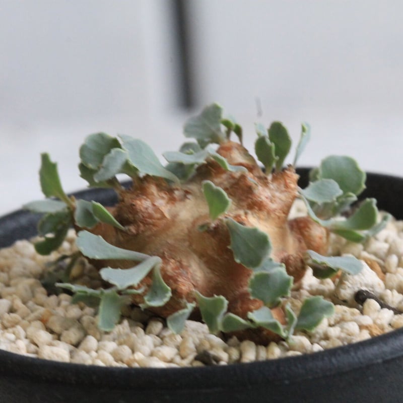 オトンナ　カカリオイデス 2株 オトンナ カカリオイデス | hanayoshi-botanical