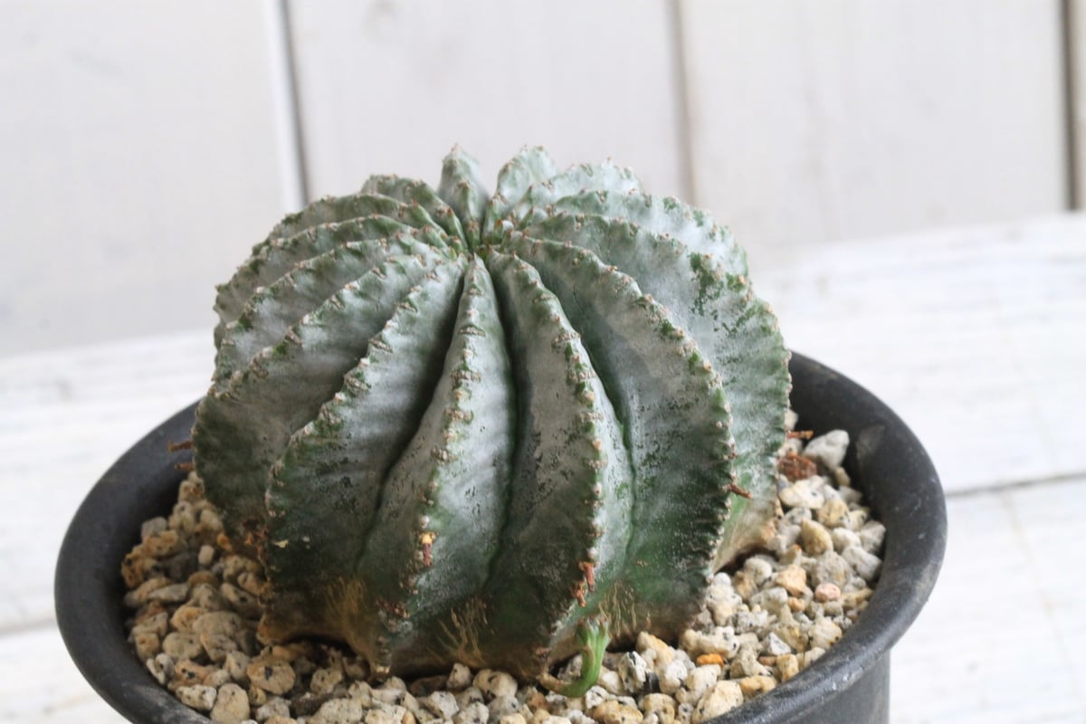 ユーフォルビア 玉型ホリダ | hanayoshi-botanical