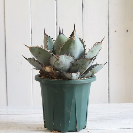 Agave titanota  ブラック＆ブルー