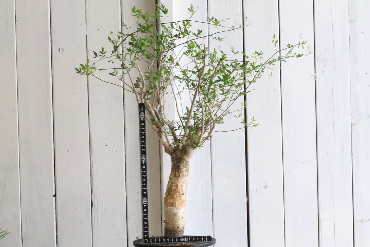 コミフォラ　フンベルティ　盆栽　白肌 コミフォラ フンベルティ 盆栽 白肌