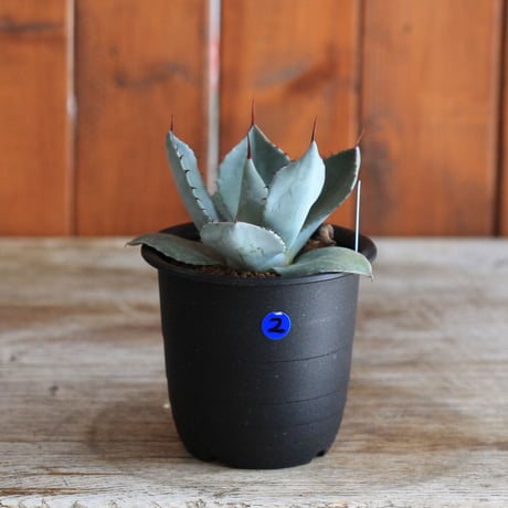 Agave parry v. truncata