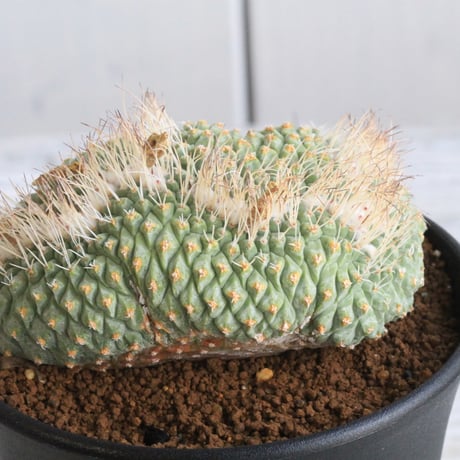 ストロンボカクタス　菊水綴化