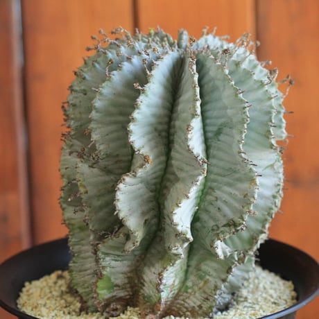 Euphorbia horrida アルバ