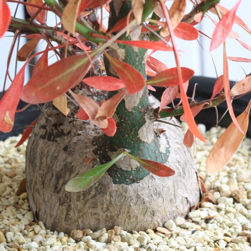 フォークイエリア ファシクラータ | hanayoshi-botanical