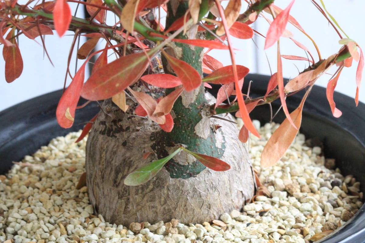 フォークイエリア ファシクラータ | hanayoshi-botanical フォークイエリア ファシクラータ | hanayoshi-botanical