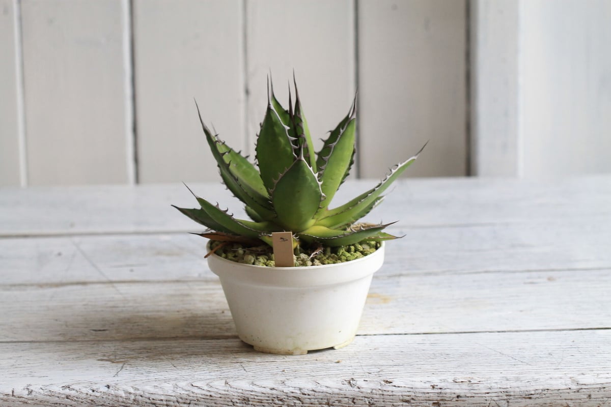 Agave ホリダメキシカルメトル | hanayoshi-botanical