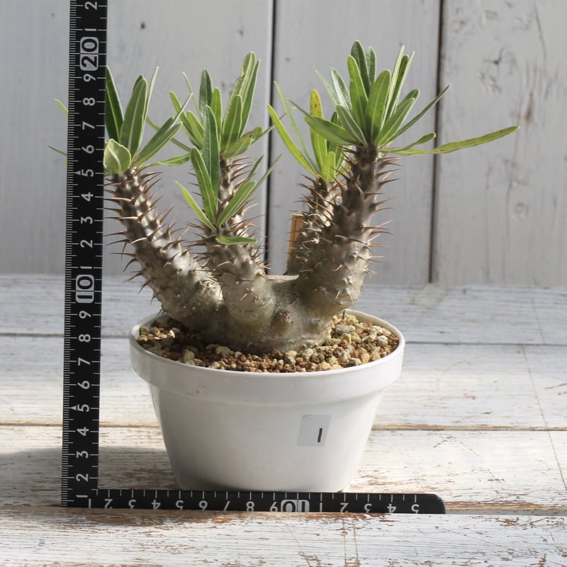 グラキリス　実生　コレクション株　1株 グラキリス 実生 コレクション株 1株 Yahoo!オークション