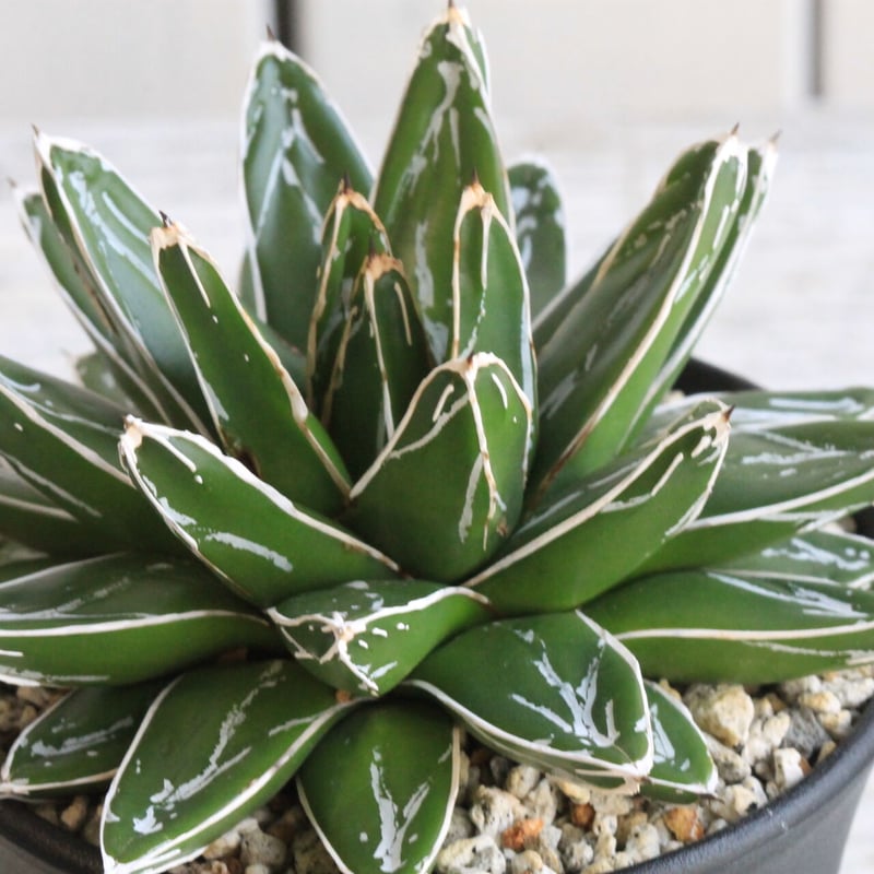 アガベ 笹の雪　美株　中株　20センチ 観葉植物 現品 アガベ 笹の雪 希少 直径20cm 【アウトレット