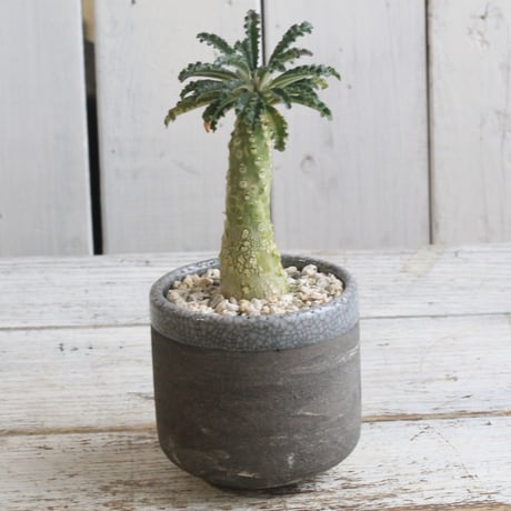 CATEGORY ドルステニア | hanayoshi-botanical CATEGORY ドルステニア | hanayoshi-botanical