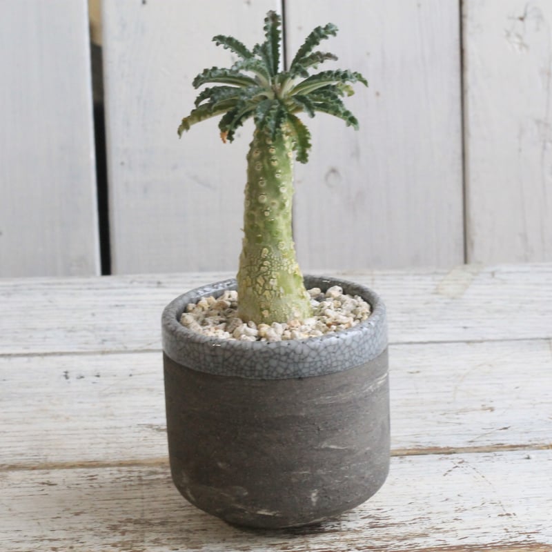 レア/塊根植物】ドルステニア ラブラニー メス株（大株）鉢植え