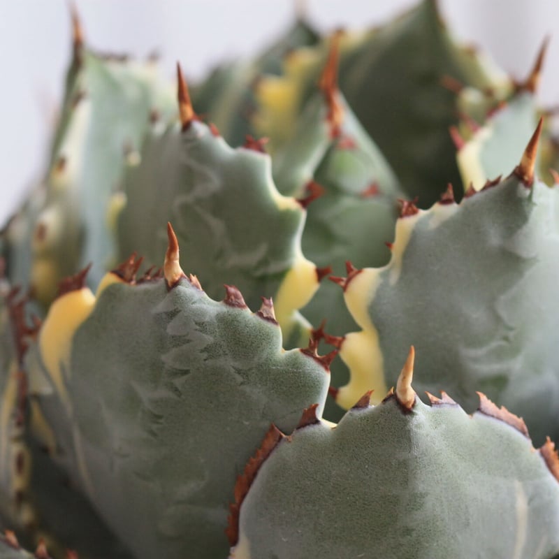 アガベ 甲蟹錦 | hanayoshi-botanical