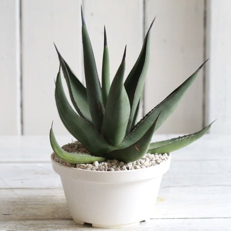 Agave シャークスキン