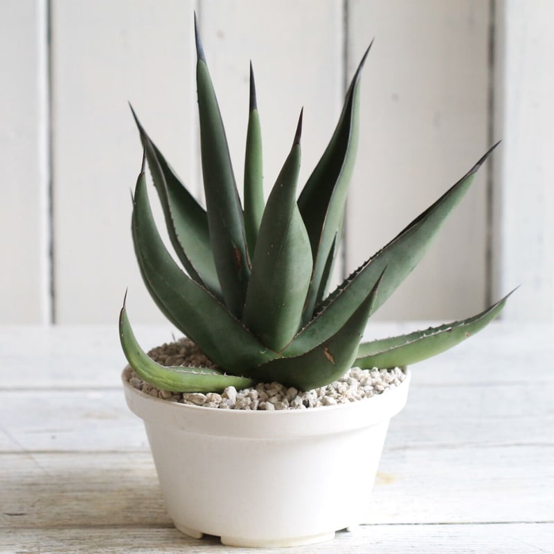 Agave シャークスキン | hanayoshi-botanical Agave シャークスキン | hanayoshi-botanical