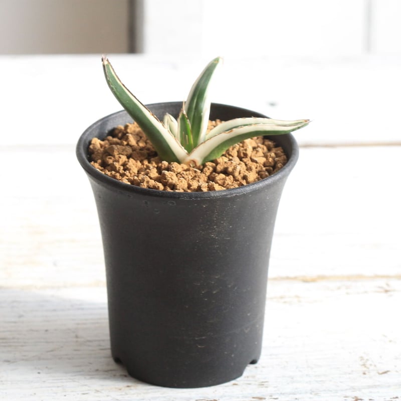 こう アガベ氷山 アガベ氷山 | STORES