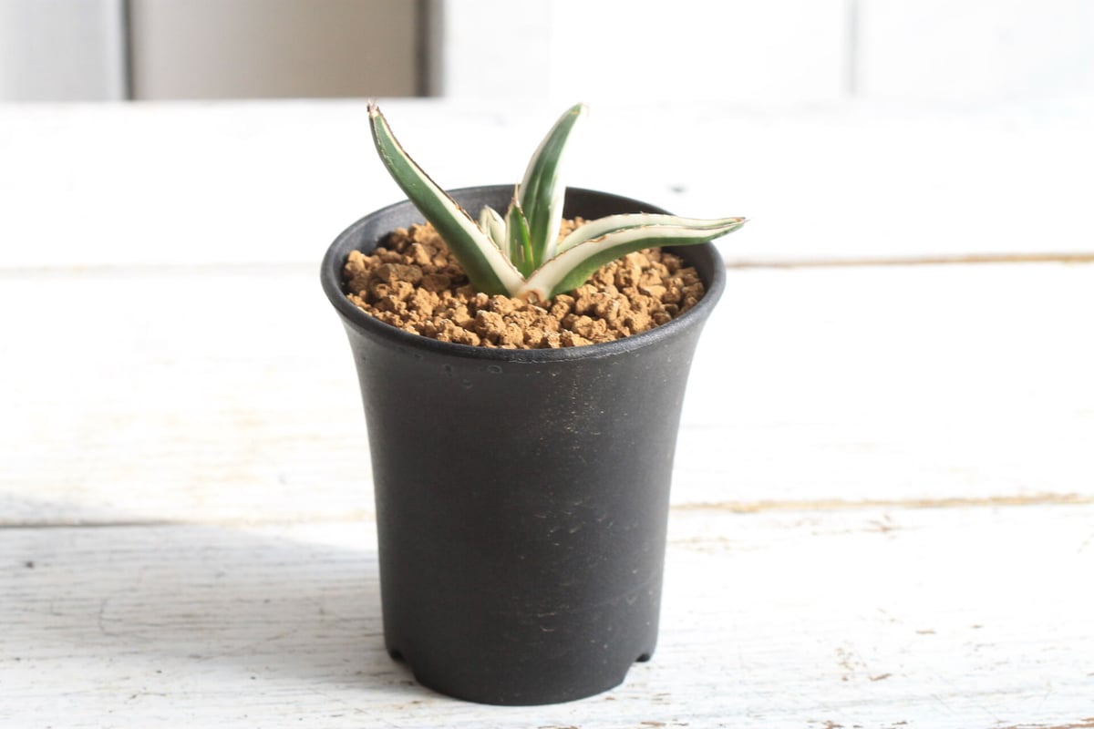 アガベ 氷山 | hanayoshi-botanical