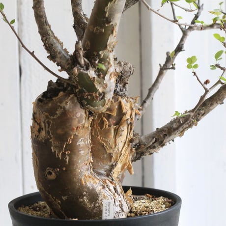 Bursera ファガロイデス