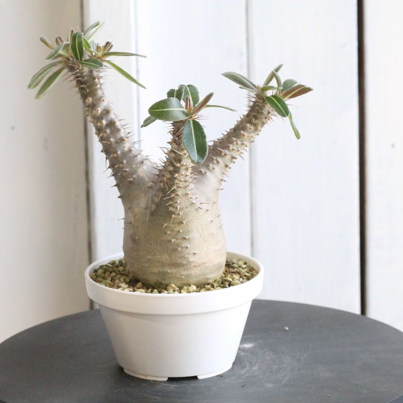 パキポディウム カクチペス | hanayoshi-botanical 