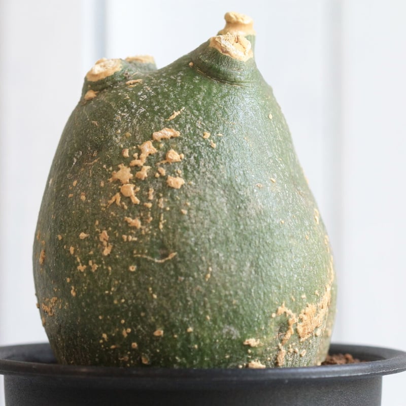 アデニア プセウドグロボーサ | hanayoshi-botanical