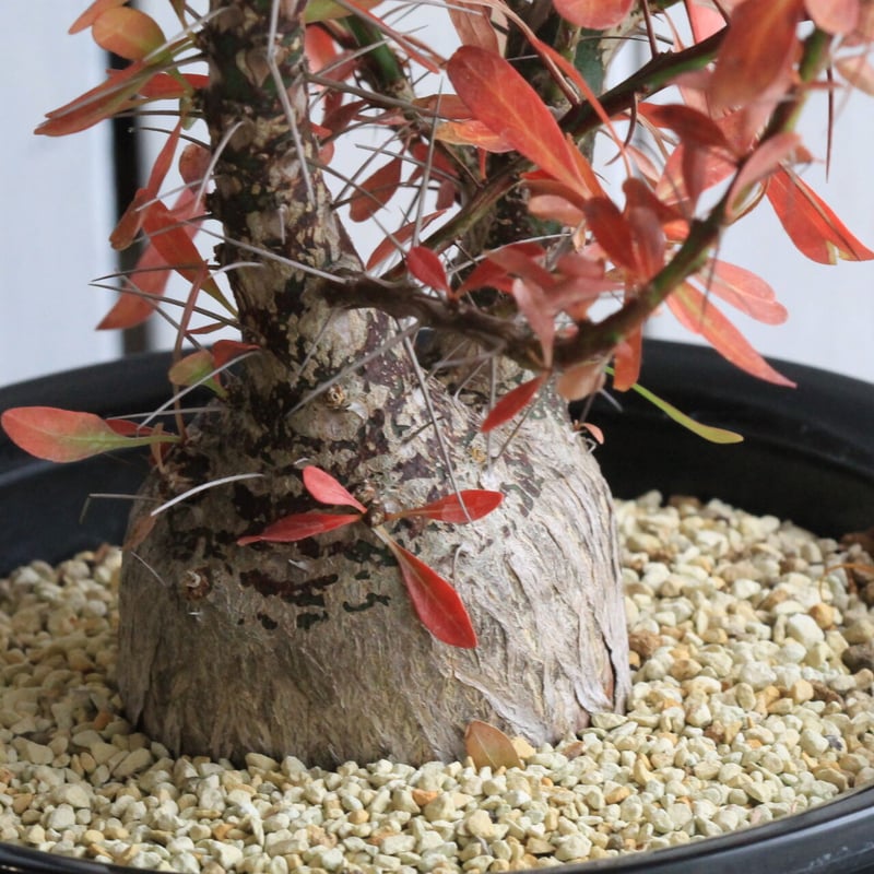 フォークイエリア ファシクラータ | hanayoshi-botanical