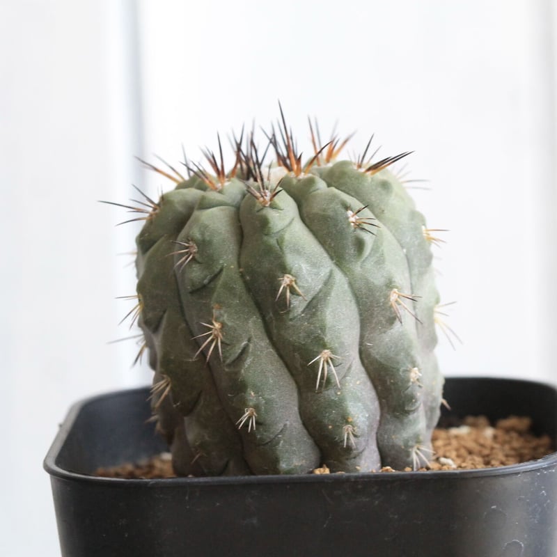 Copiapoa アルティコスタータ　実生株 Copiapoa alticostata【コピアポア・アルチコスタータ・実生