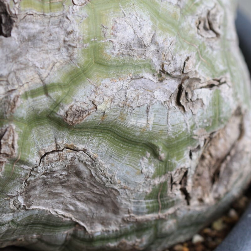 【最終値下げ】　ボンバックス IMG_0022_6297c586-9e12-49de-