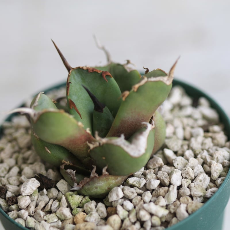 アガベ チタノタ GGコンパクタ | hanayoshi-botanical