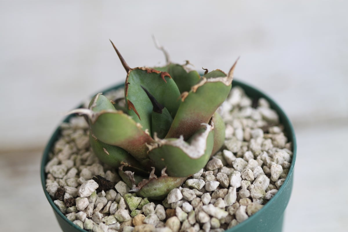 アガベ チタノタ GGコンパクタ | hanayoshi-botanical