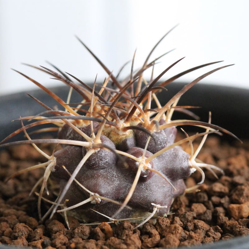 コピアポア グリセオビオラセア | hanayoshi-botanical