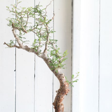 Commiphora　モンストローサ