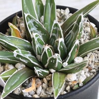 アガベ オバティフォリア キラー | hanayoshi-botanical