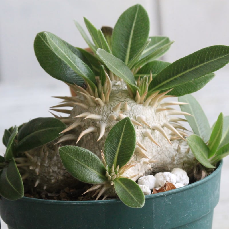 パキポディウム ラウヒー 実生⑦ | hanayoshi-botanical