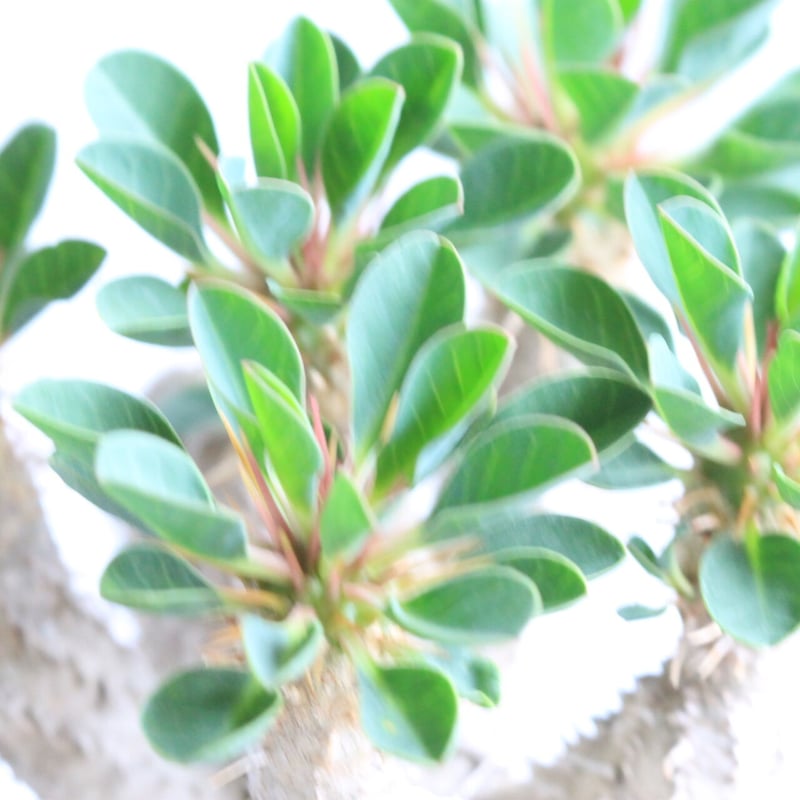 ユーフォルビア ギラウミニアナ | hanayoshi-botanical