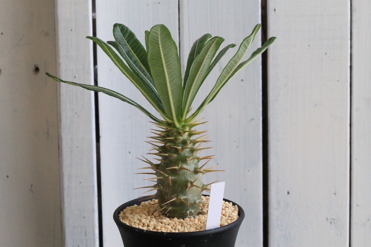 良型❗️ パキポディウム アンボンゲンセ　国内実生　鉢ごと発送 パキポディウム アンボンゲンセ | hanayoshi-botanical