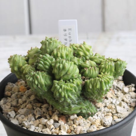 CATEGORY ユーフォルビア | hanayoshi-botanical CATEGORY ユーフォルビア | hanayoshi-botanical