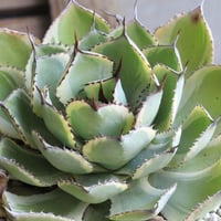 【極美・子株多数】Agave tomeyana 樹氷 極美・子株多数】Agave tomeyana 樹氷 【公式通販】
