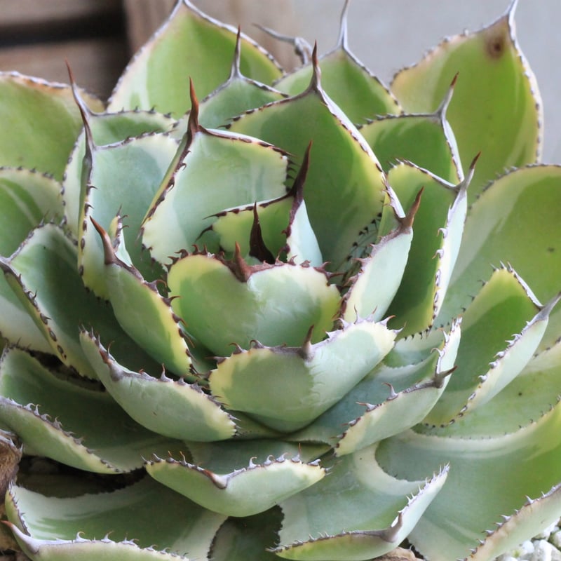 agave アガベ オバティフォリア錦 SP 覆輪斑 agave アガベ オバティフォリア錦 SP 覆輪斑
