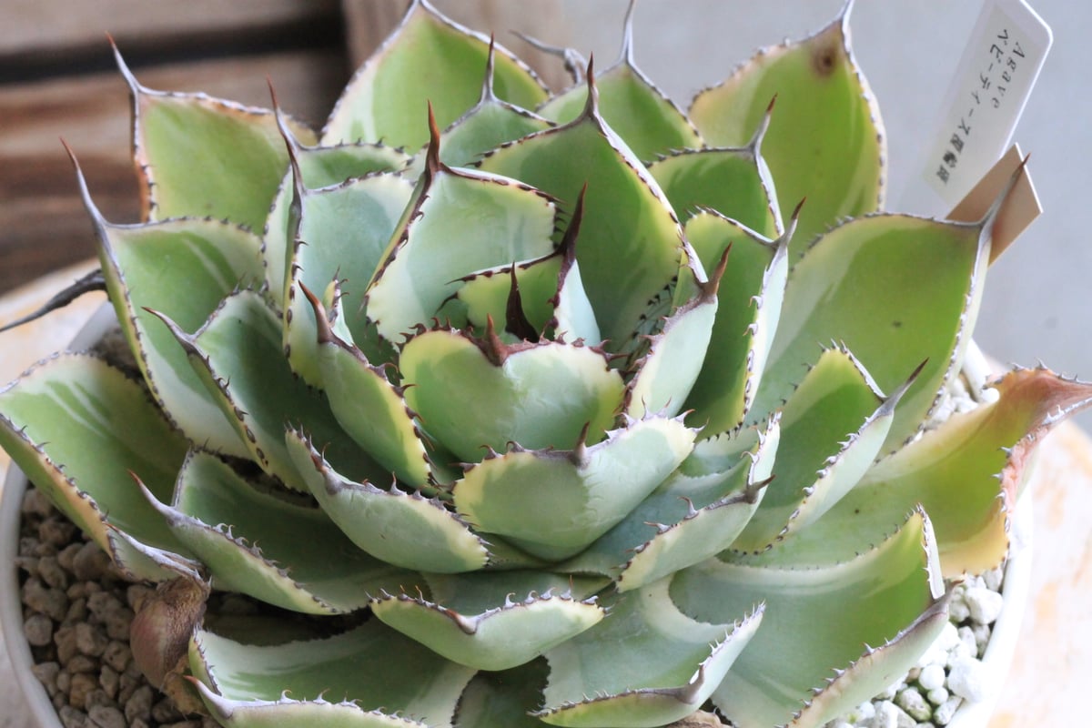 agave アガベ オバティフォリア錦 SP 覆輪斑 ① agave アガベ オバティフォリア錦 SP 覆輪斑 ① agave アガベ