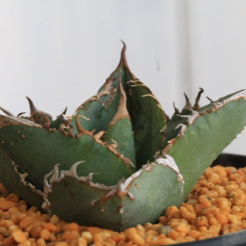 アガベ スタッズタイプ　親株出品 アガベ チタノタ スタッズタイプ | hanayoshi-botanical