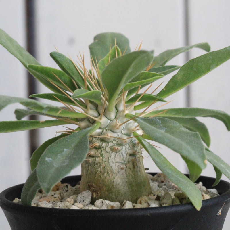 パキポディウム・ナマクアナム　光堂　 国内実生苗　G パキポディウム・ナマクアナム 光堂 国内実生苗 G Pachypodium