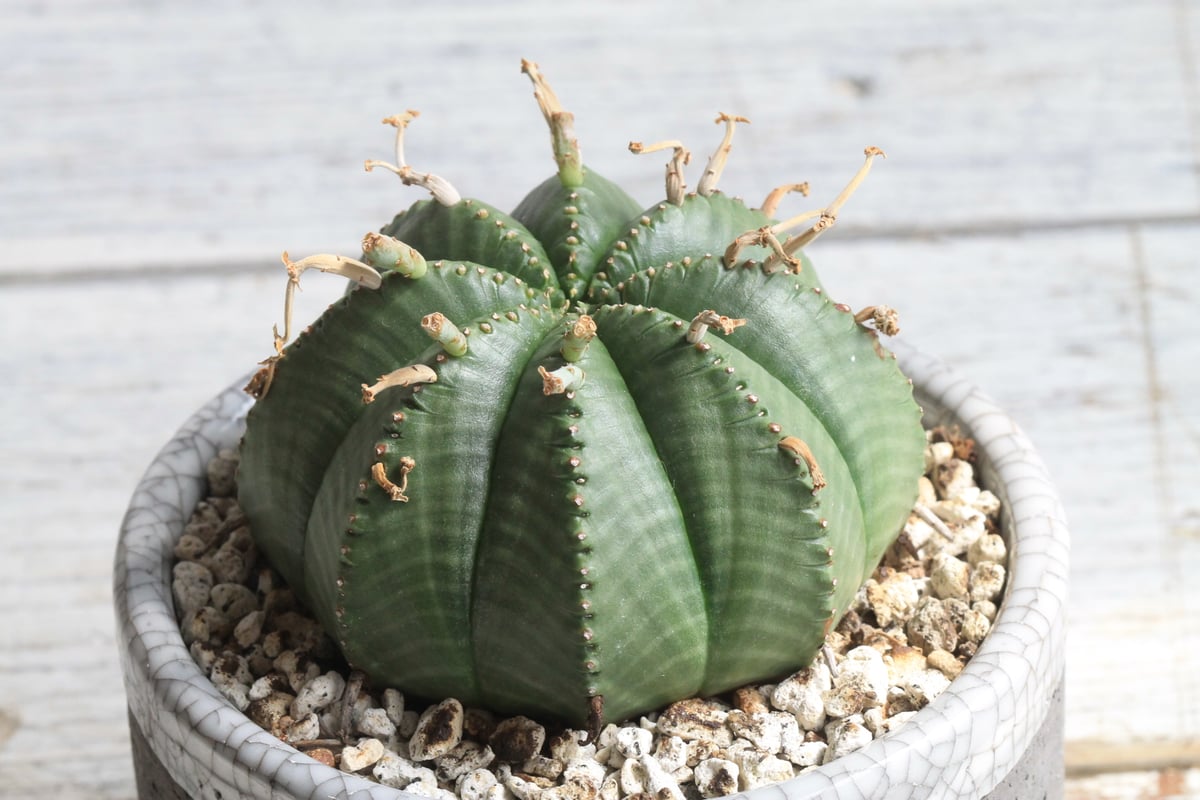 現地球 発根済 ユーフォルビアホリダ 木質化 子株付き usagi鉢付き