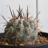 コピアポア　シネレア　黒王丸　実生⑧