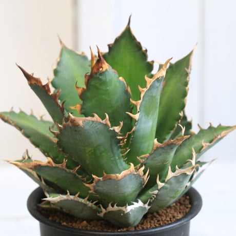 Agave レッドキャットウィーズル