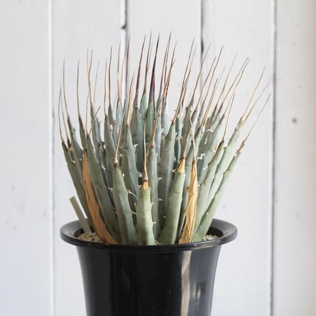 Agave　ユタエンシス　エボリスピナ