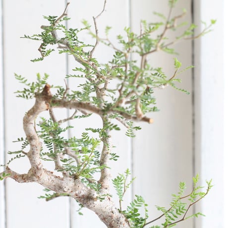 Commiphora　モンストローサ
