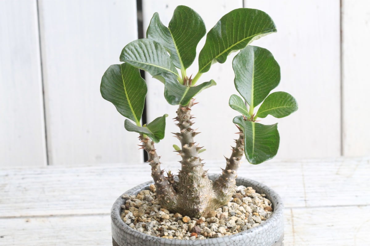 パキポディウム ウィンゾリー Hanayoshi-botanicalオリジナルポット