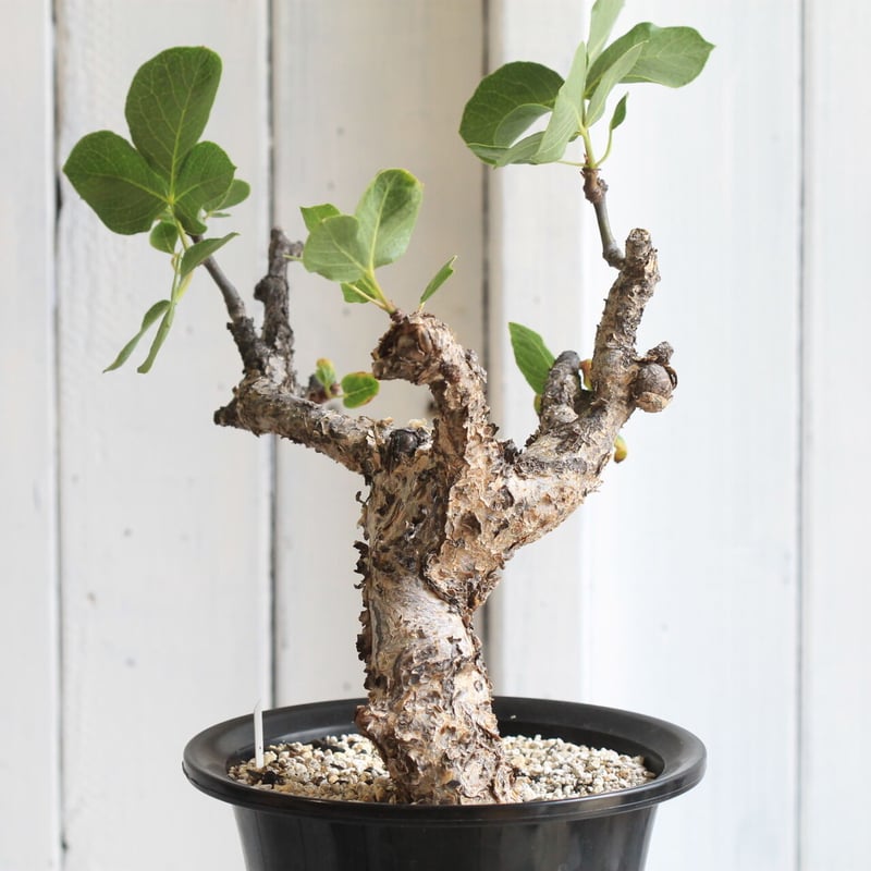 大株　コミフォラ　グイドッティー 塊根図鑑vol 6】Commiphora guidottii（コミフォラ・グイ