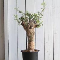 コレクション放出!!! パキポディウム 獅子大黒 タッキー コレクション