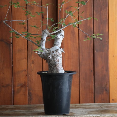 commiphora　オルビクラリス