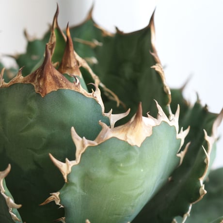 Agave titanota (N.F)
